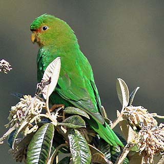 Aymara hrdzavočelá (Bolborhynchus ferrugineifrons) - Charakteristika a chov